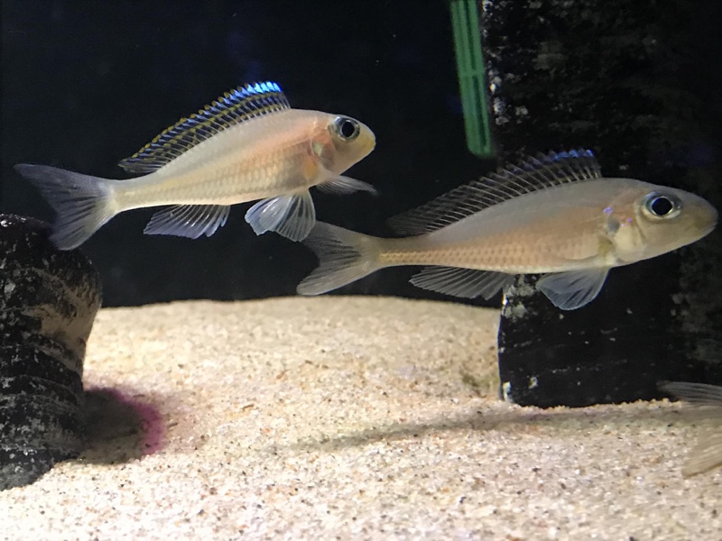 Xenotilapia nasus 'Chituta Bay'
